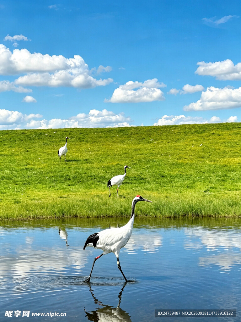草原湖畔丹顶鹤