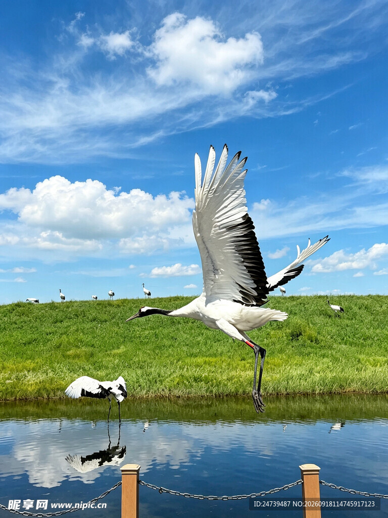 湿地丹顶鹤