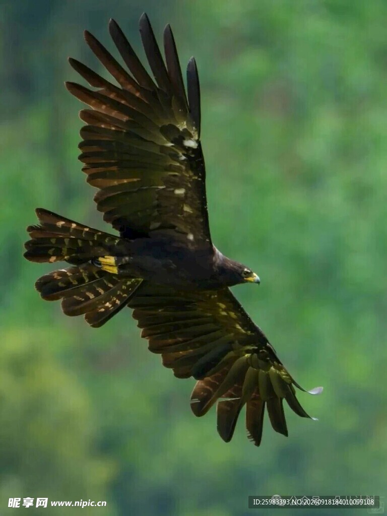 雄鹰