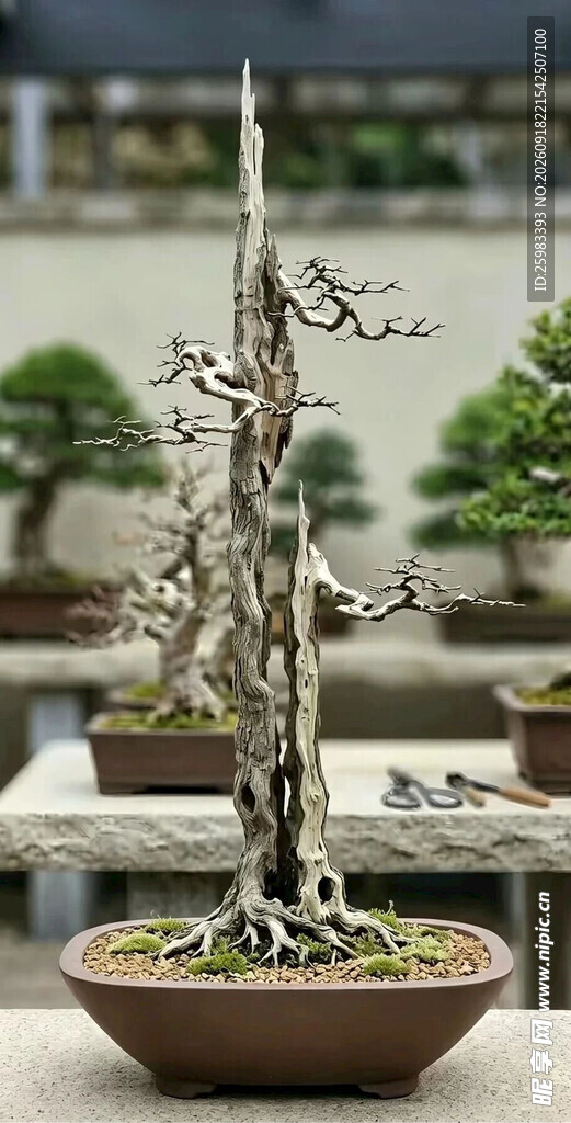 盆景