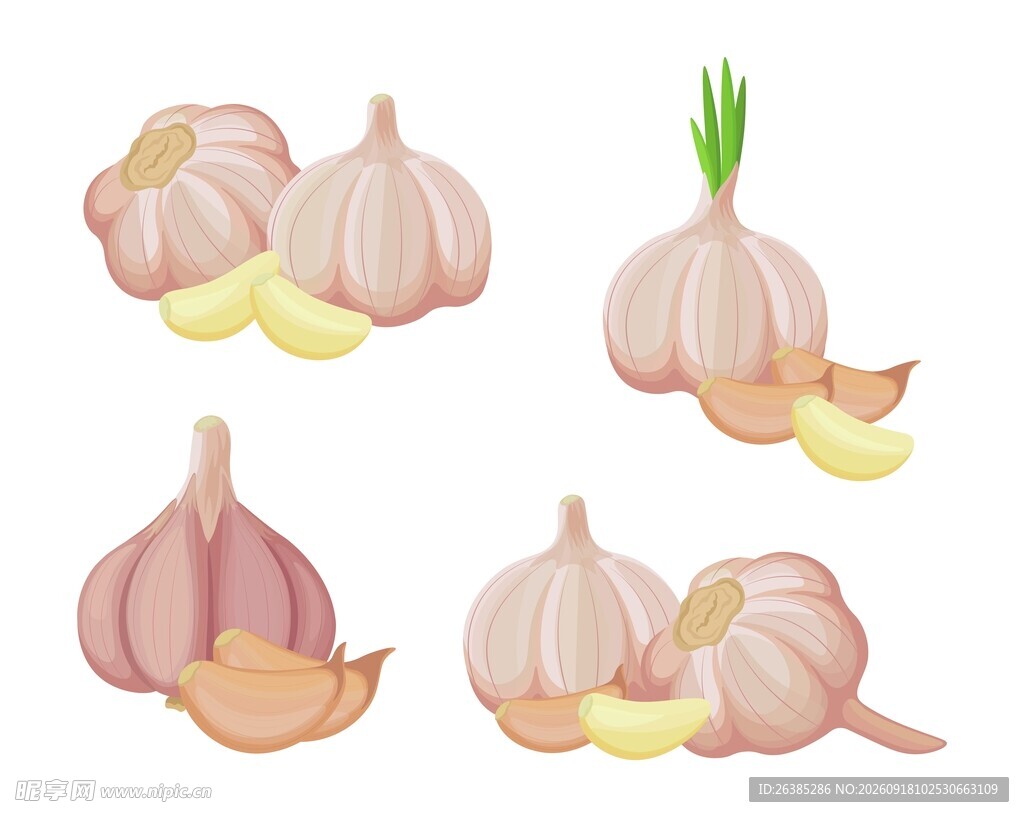 大蒜插画合集