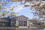 樱花下的宏伟建筑