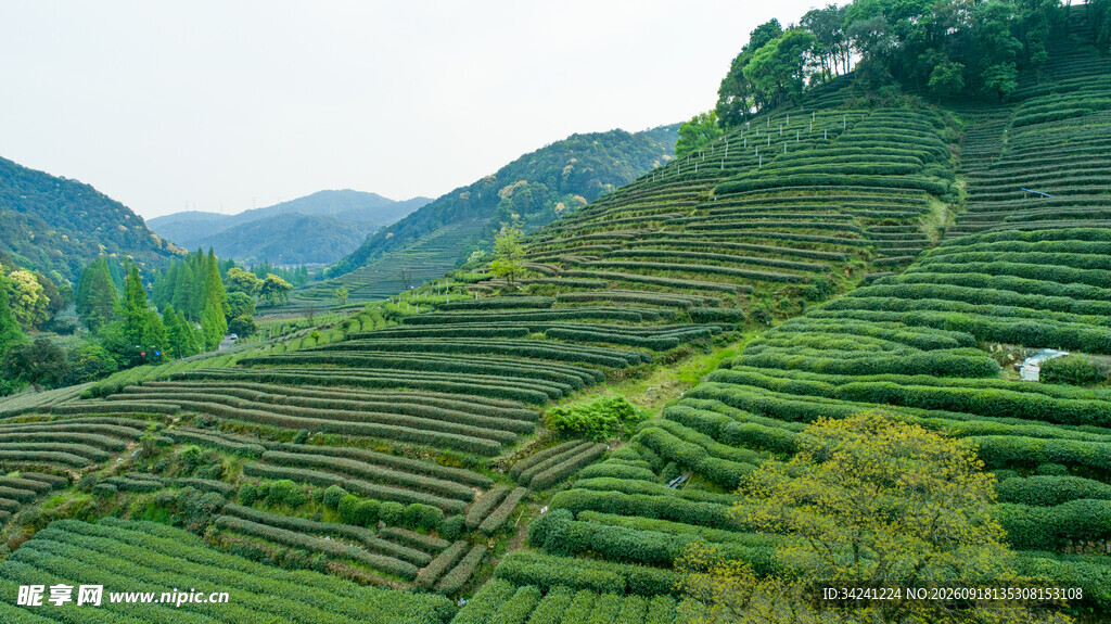 层层叠翠的美丽茶山风光