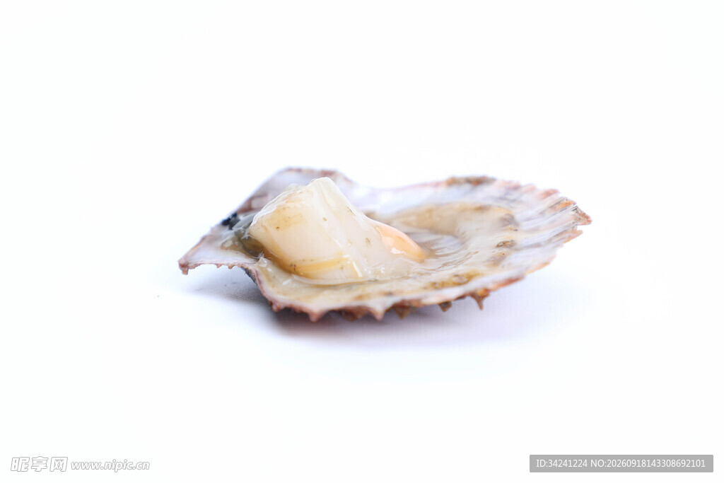 新鲜生蚝特写