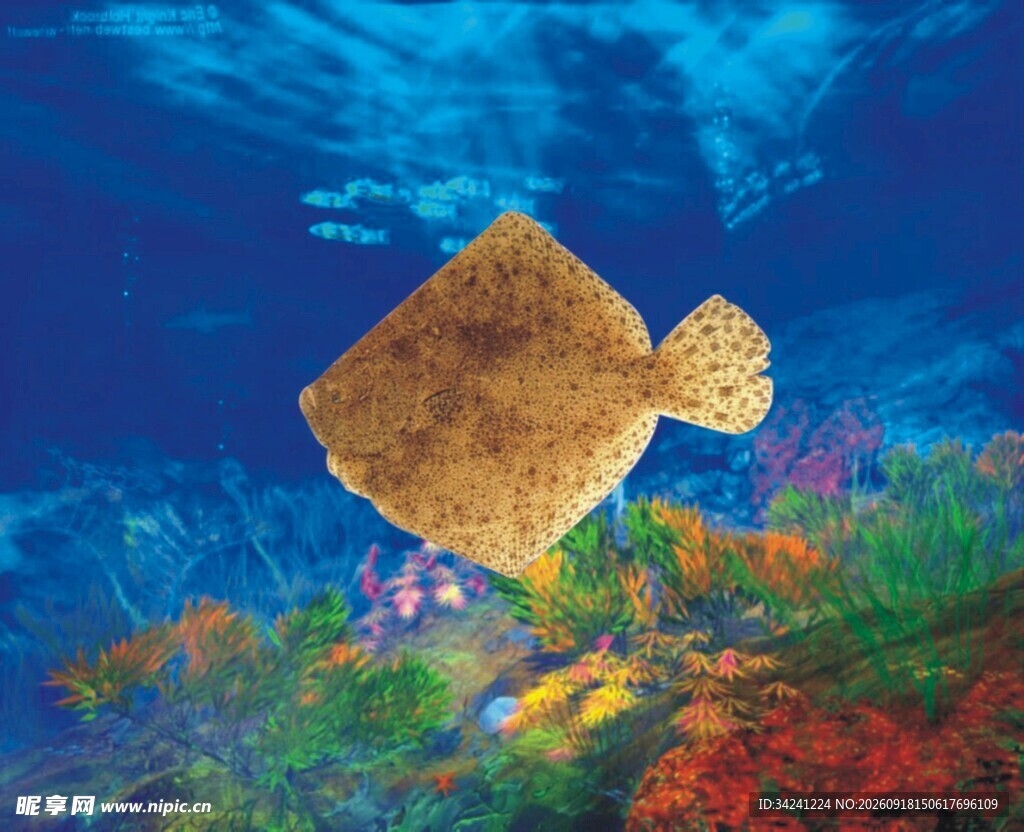海底游动的独特扁平鱼类