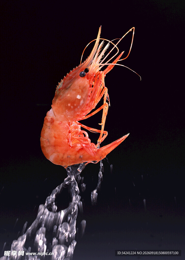 红虾