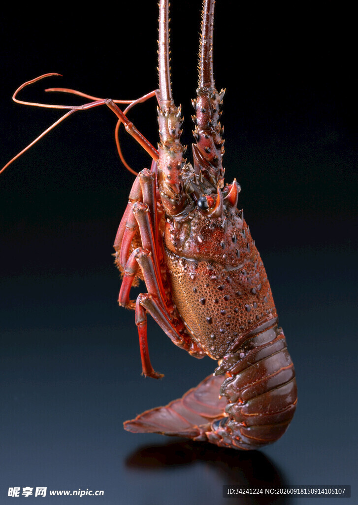 大龙虾特写