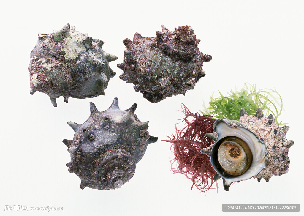 奇异海洋生物展示