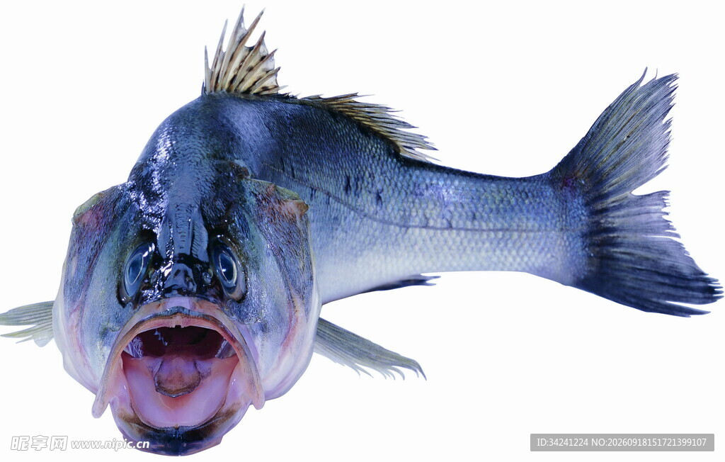张嘴的蓝色大鱼