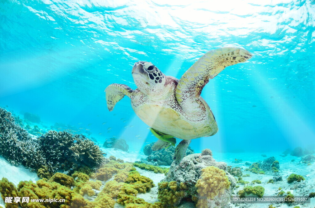 海底海龟优雅畅游
