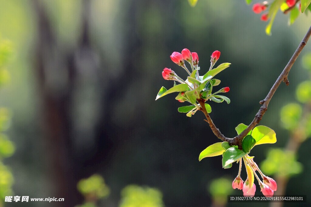 枝头绽放的粉嫩海棠花