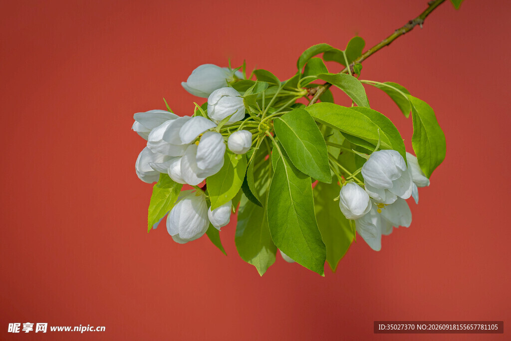 红背景下的白花绿叶植物