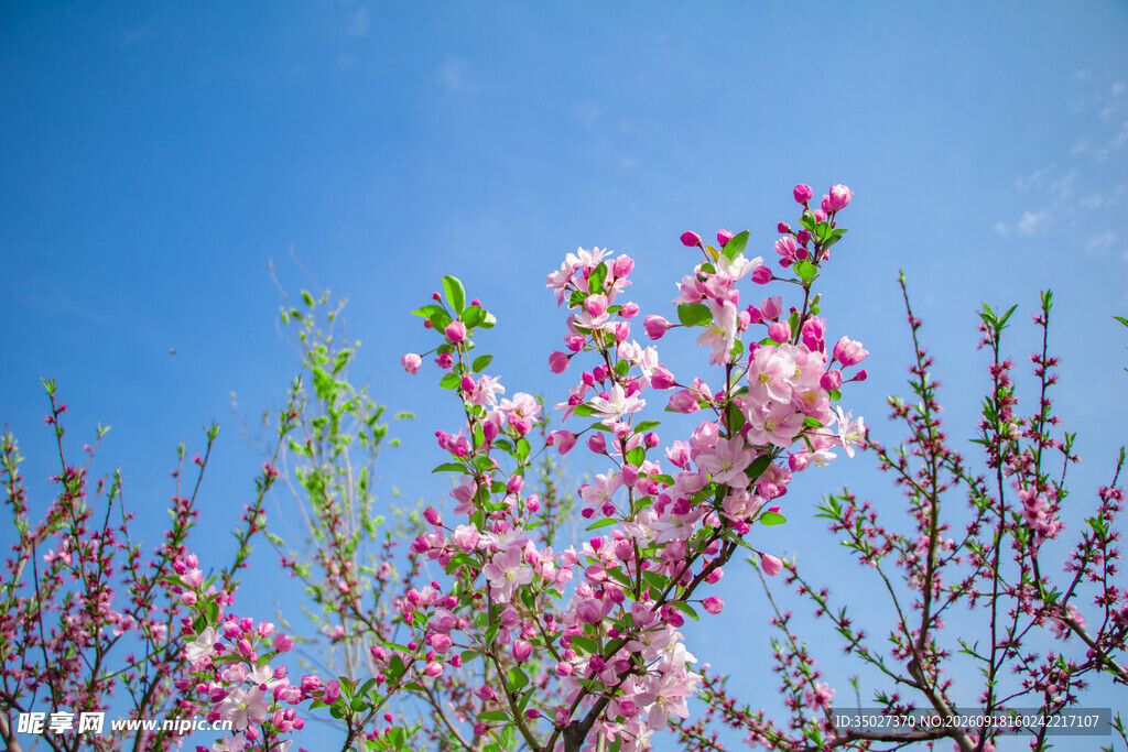 蓝天映衬下的粉嫩桃花