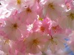 烂漫粉色樱花绽放