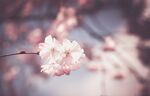 粉嫩樱花绽放枝头