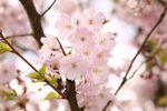 粉嫩樱花绽放枝头