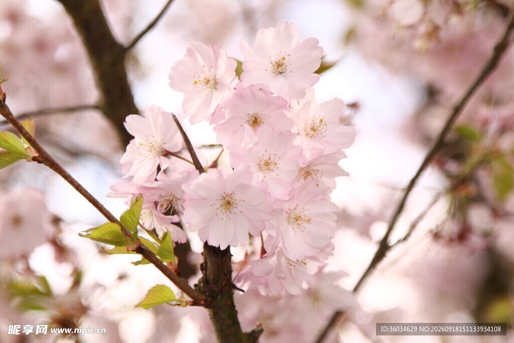 粉嫩樱花绽放枝头