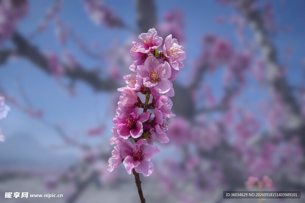 一枝粉嫩桃花绽蓝天