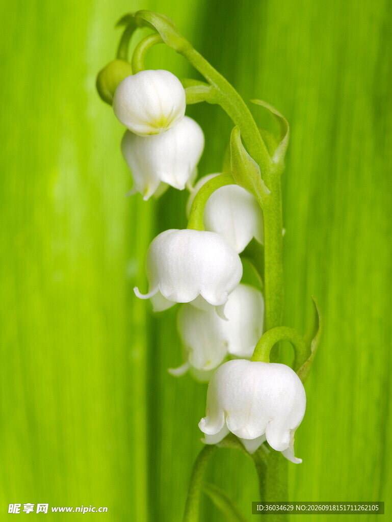 铃兰花绽放于翠绿背景中