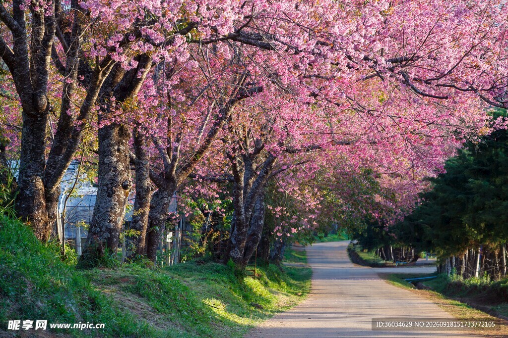 春日樱花小道美景