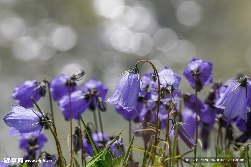 紫色风铃花绽放美景