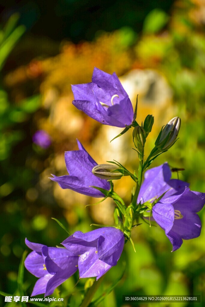 紫色风铃花绽放于绿野