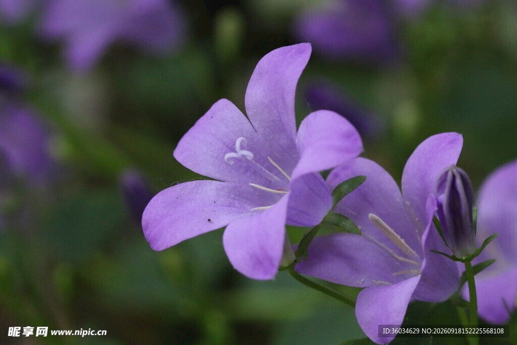 紫色风铃花绽放瞬间