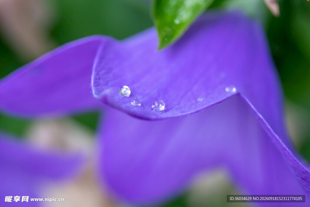 紫花带露尽显清新之美