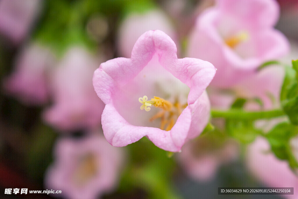 粉色风铃花特写