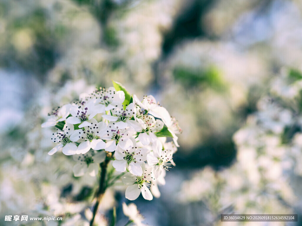 枝头绽放的洁白花朵