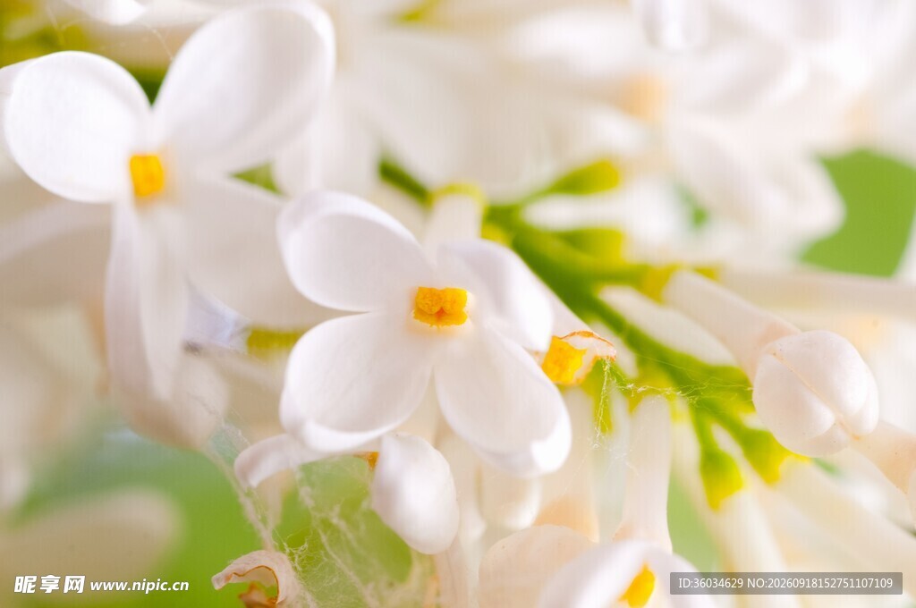 清新白色丁香花特写