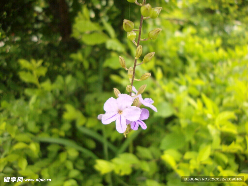 绿叶间的淡紫色小花