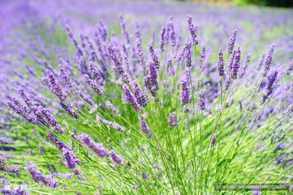紫色薰衣草花海特写