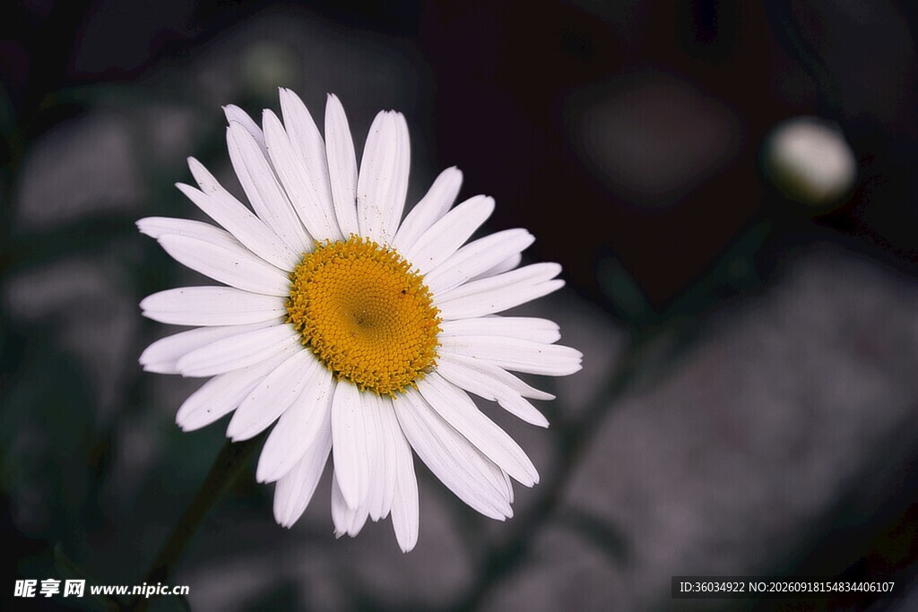 白色雏菊特写