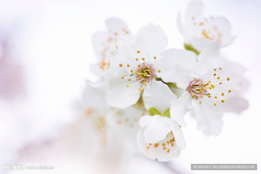 洁白樱花朵朵绽放