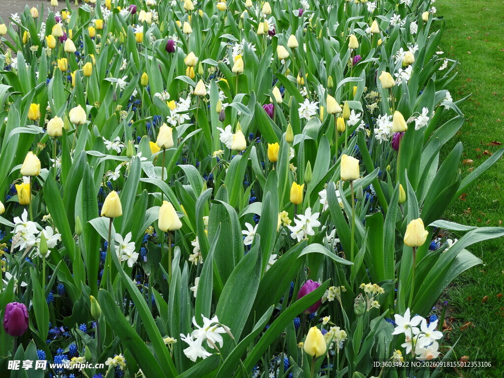 多彩郁金香花田美景