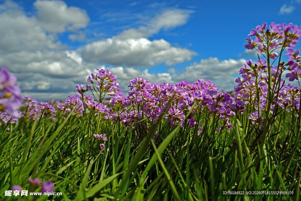 紫色花海与蓝天白云美景