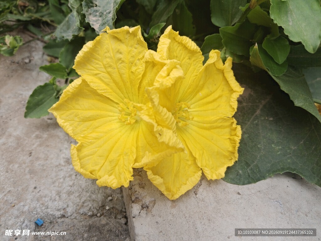 黄色鲜艳的两朵南瓜花