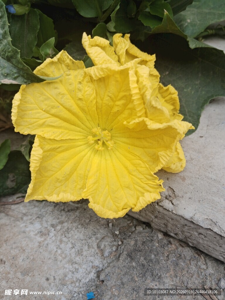 黄色绽放的美丽南瓜花