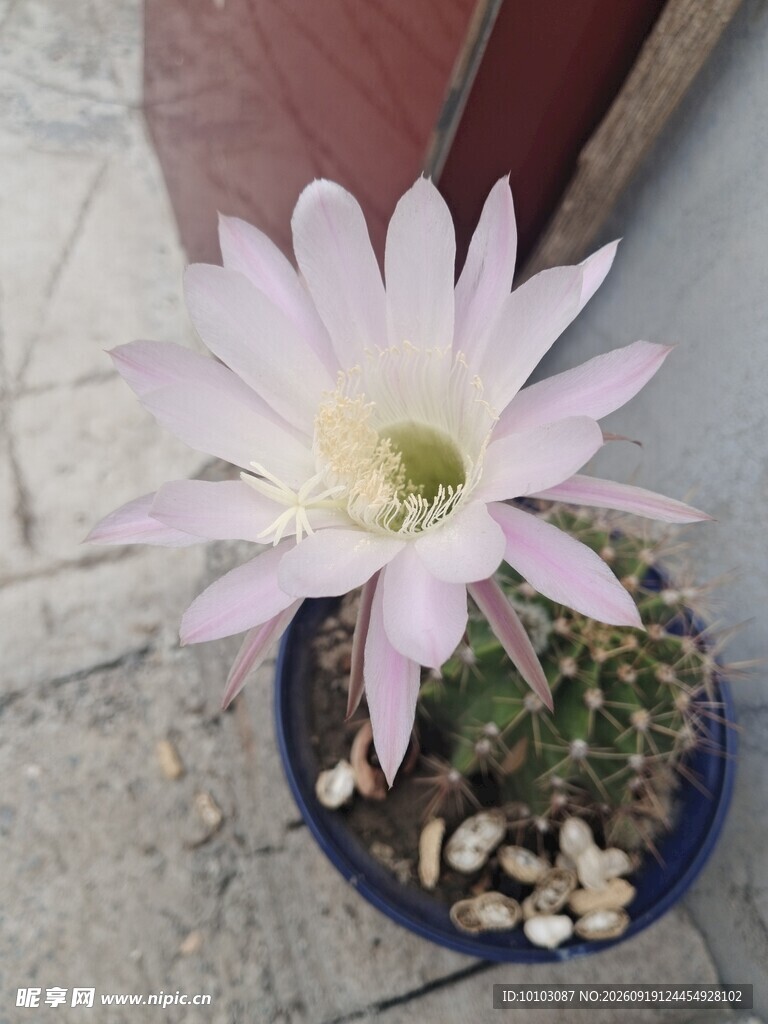 仙人球绽放的柔美花朵