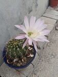 仙人球绽放粉色美丽花朵