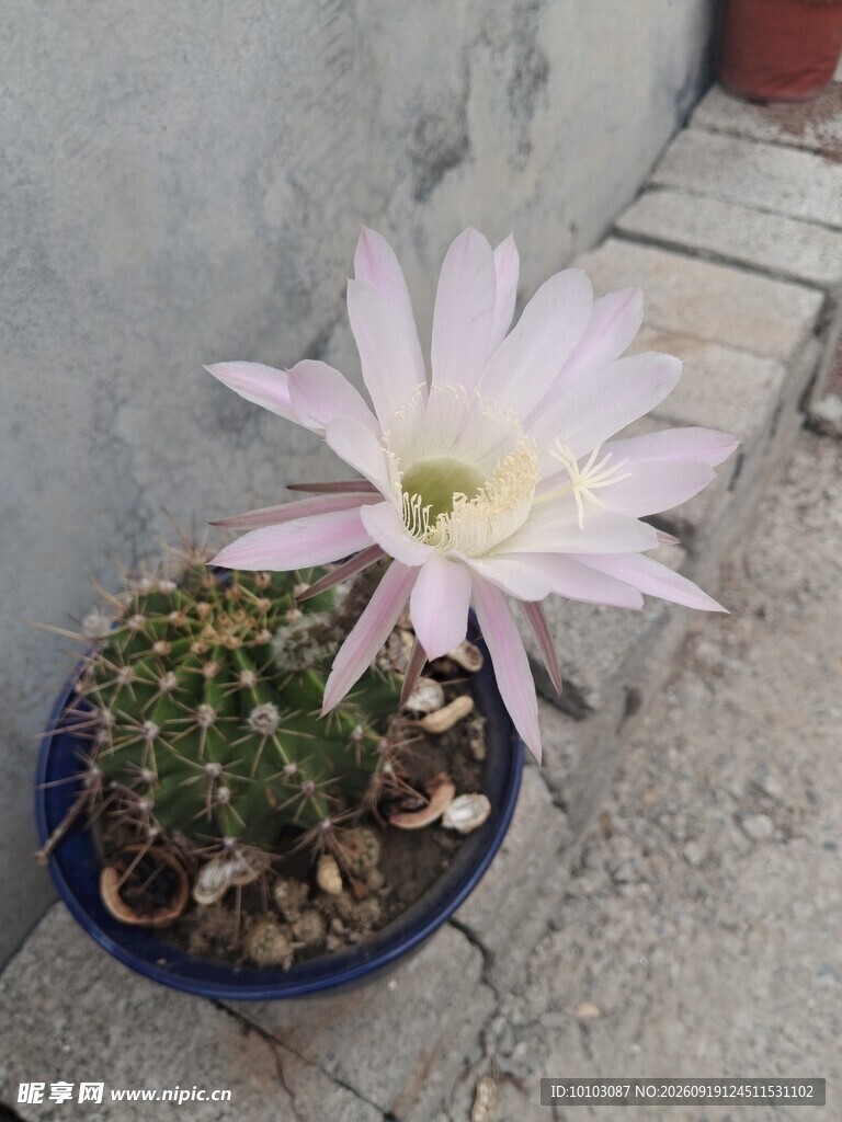 仙人球绽放粉色美丽花朵