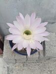 粉色仙人掌花绽放