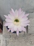 石缝中绽放的粉色仙人掌花