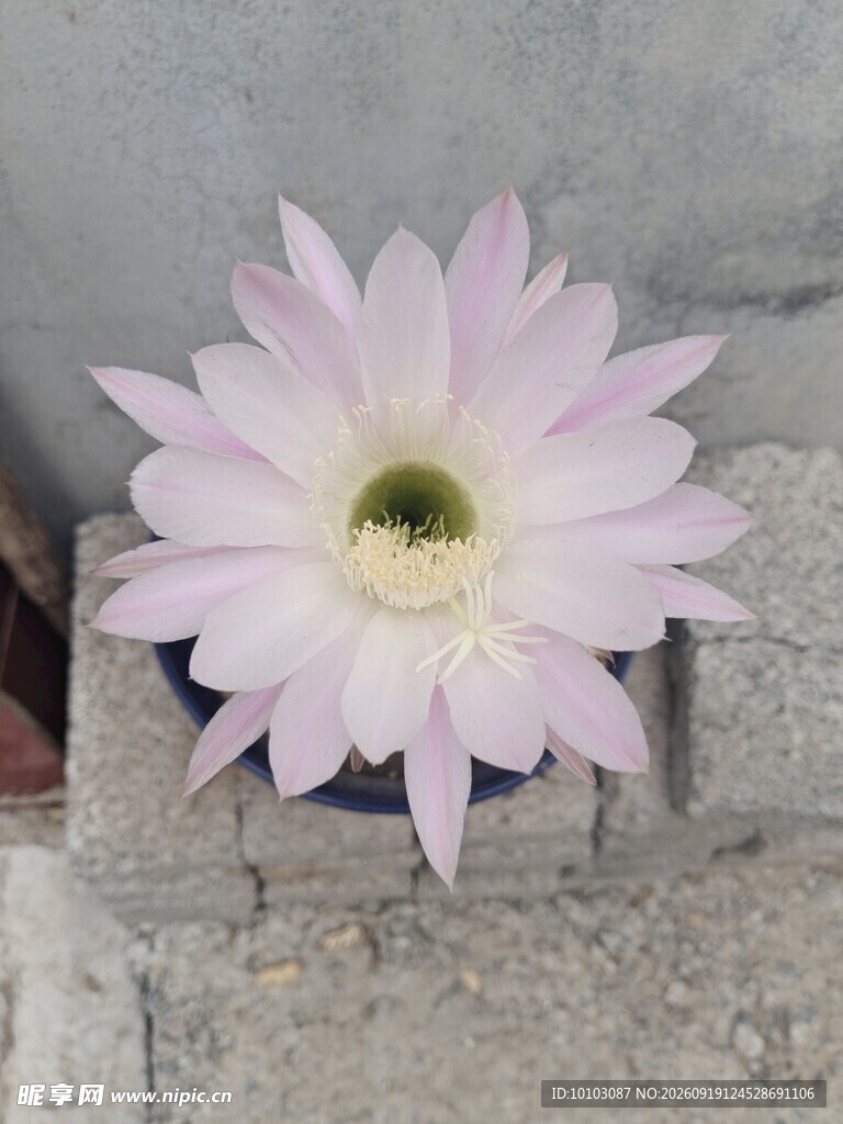 石缝中绽放的粉色仙人掌花