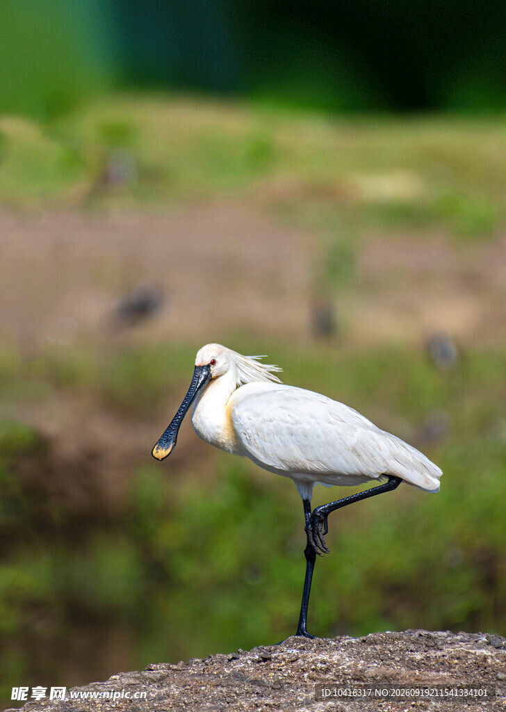 白琵鹭