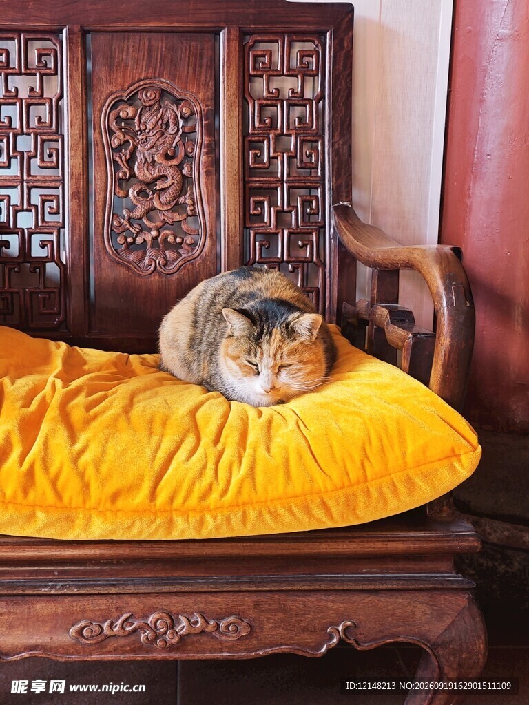古椅上的慵懒猫咪
