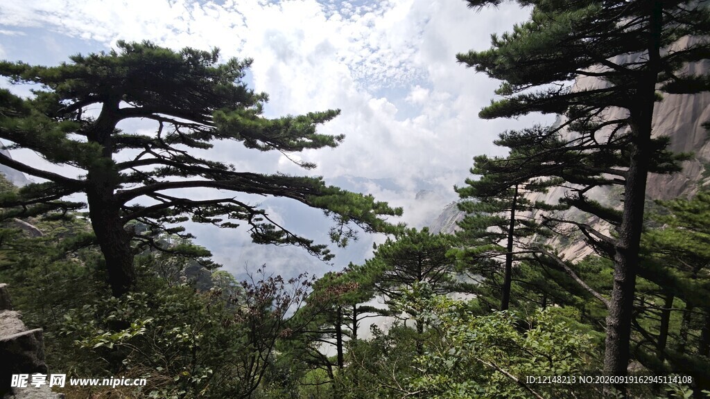 黄山松景