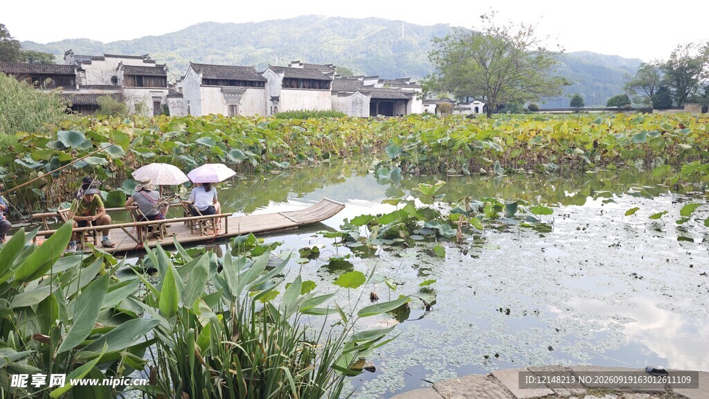 乡村荷塘田园景致