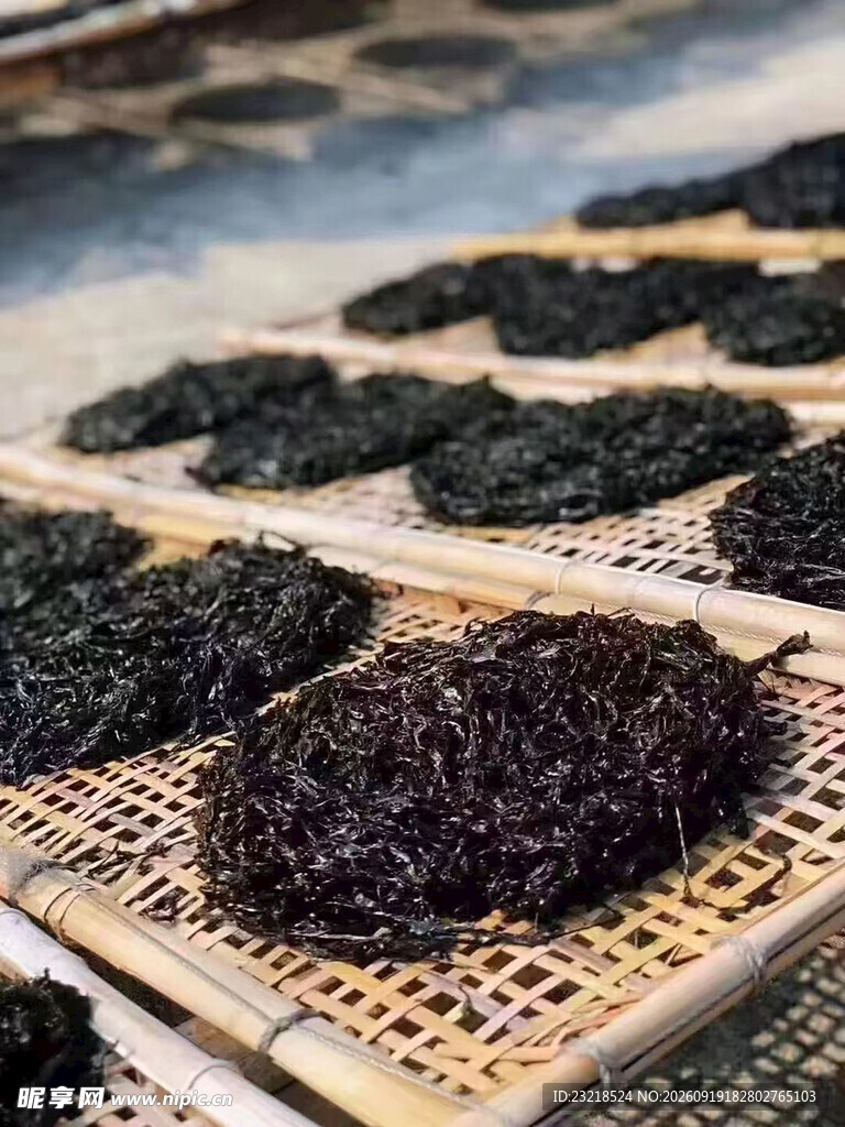 紫菜